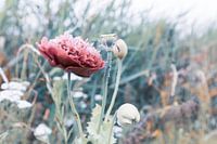 Flower in the Field