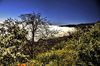 Natuur van Tenerife  met prachtige wildgroei  aan bloemen en boom met helder blauwe lucht