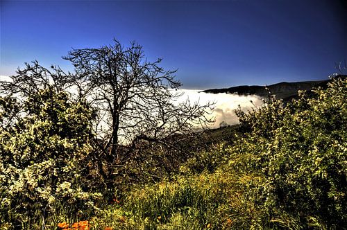 Natuur van Tenerife  met prachtige wildgroei  aan bloemen en boom met helder blauwe lucht