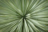 Nahaufnahme einer grünen Palme | Makro- und Naturfotografie