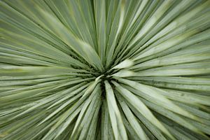 Close-up van een Groene Palmboom | Macro- en Natuurfotografie
