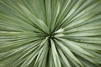 Close-up van een Groene Palmboom | Macro- en Natuurfotografie