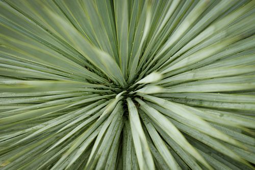 Close-up van een Groene Palmboom | Macro- en Natuurfotografie