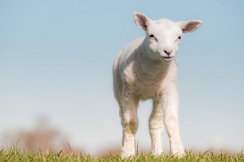 Lamb by Melissa Peltenburg