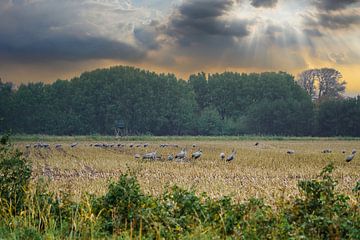 Kraanvogels op een geoogst veld van Martin Köbsch