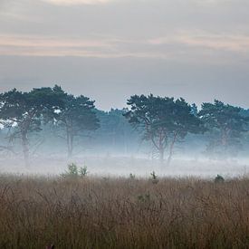 Foggy morning on the Kalmthoutse Heide by Daan Duvillier | Dsquared Photography