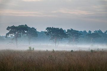 Mistige ochtend op de Kalmthoutse Heide van Daan Duvillier | Dsquared Photography