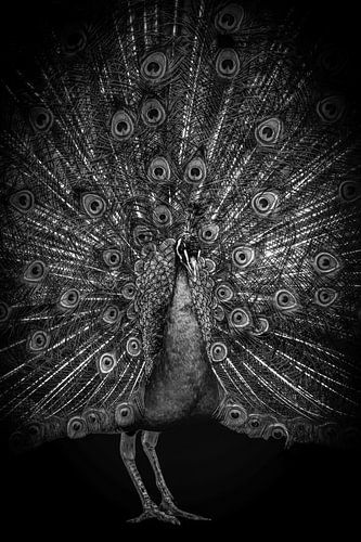 Peacocks: proud peacock in black and white