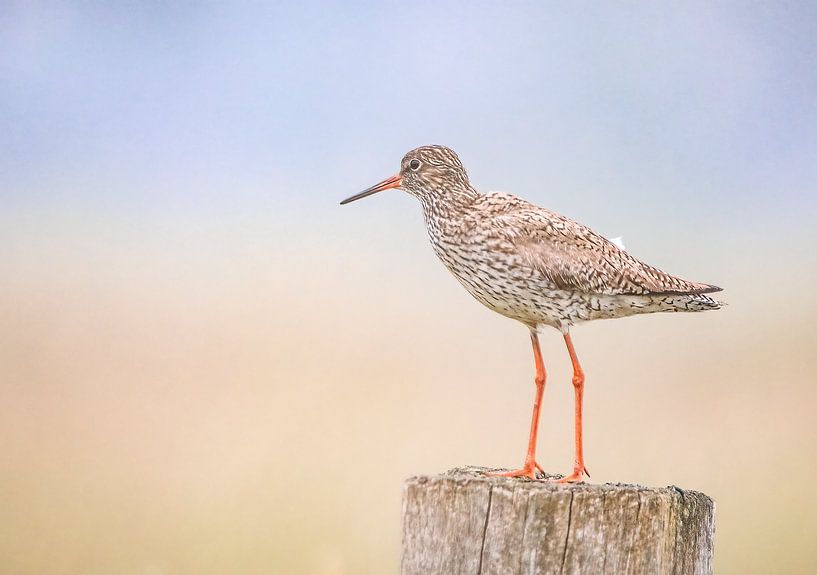 Redshank on a pole by natascha verbij