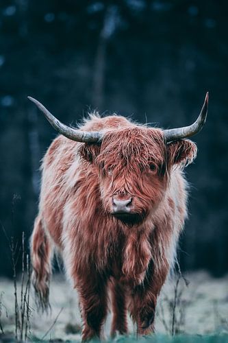 Jonge Schotse Hooglander met bevroren vacht.