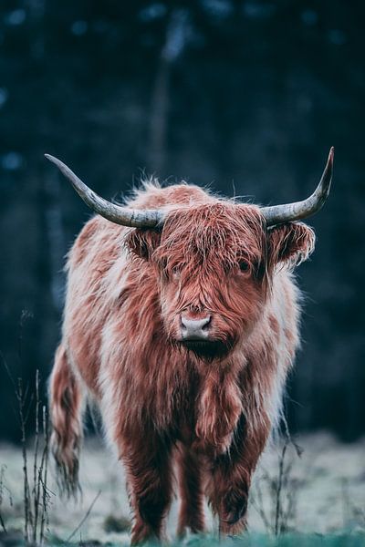 Young Scottish Highlander with frozen fur. by Ken Tempelers