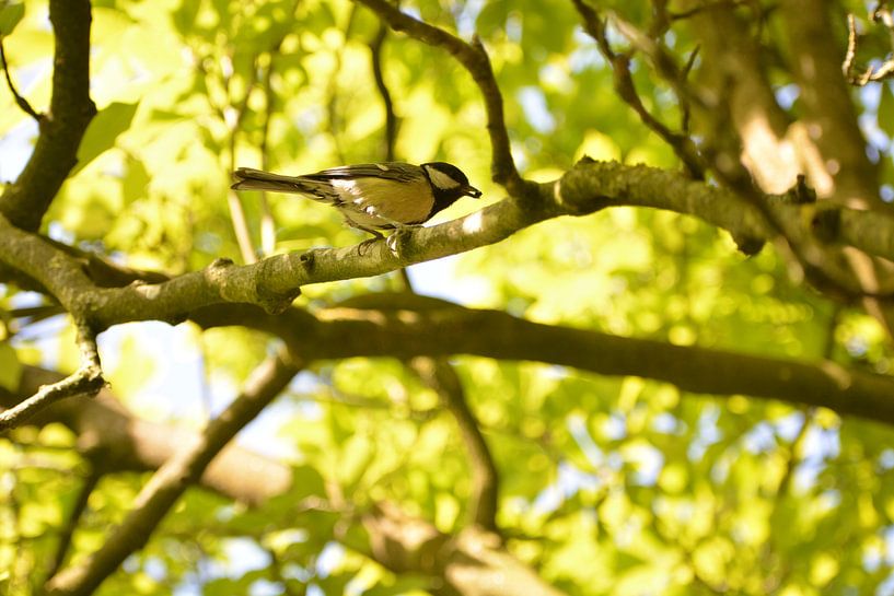 this blue tit with its caught food on its way to its young by Wendy Verhoeven