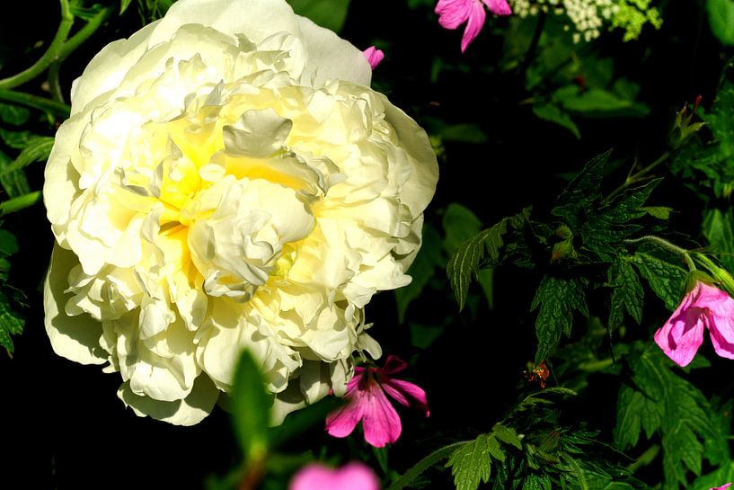 white peony by joyce kool