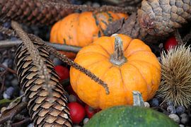 Autumn spheres - pumpkin, pine cone, rose hip and chestnut by Anne Wil Stegeman