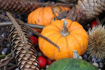 Herfstsferen - pompoen, dennenappel, rozenbottel en kastanje van Anne Wil Stegeman