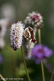 Vlinder van Angela van den Berg