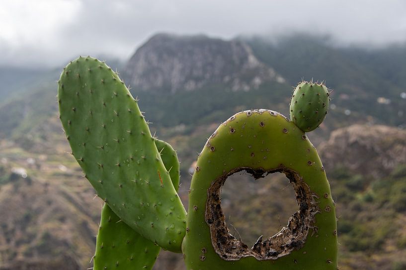 Un trou dans un figuier de Barbarie dans les montagnes d'Anaga à Ténériffe par David Esser