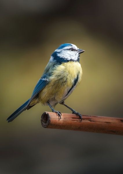 Mésange bleue par Robert van Sterkenburg