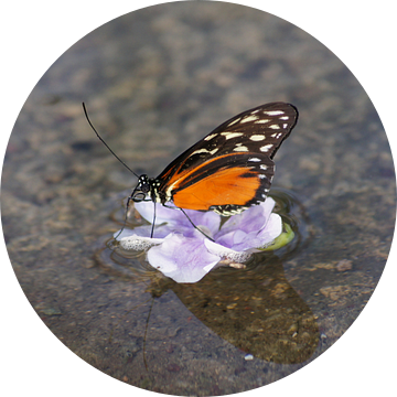 Monarchvlinder op bloem in het water van Ronald en Bart van Berkel