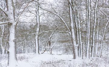 De Strubben-Kniphorstbosch - Schipborg - Drenthe (Pays-Bas)