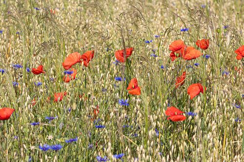 papaver