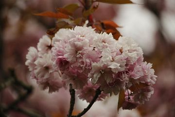 Teintes rose tendre de la cerise japonaise sur Cora Unk