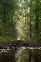 Soleil matinal à travers les arbres