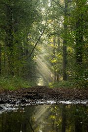 Morgensonne durch die Bäume von Lobke Bink