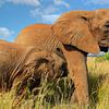 Afrikaanse moeder olifant met kalf van Jan van Dasler