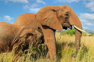 Mère éléphant africaine avec son petit