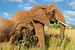 Afrikaanse moeder olifant met kalf van Jan van Dasler