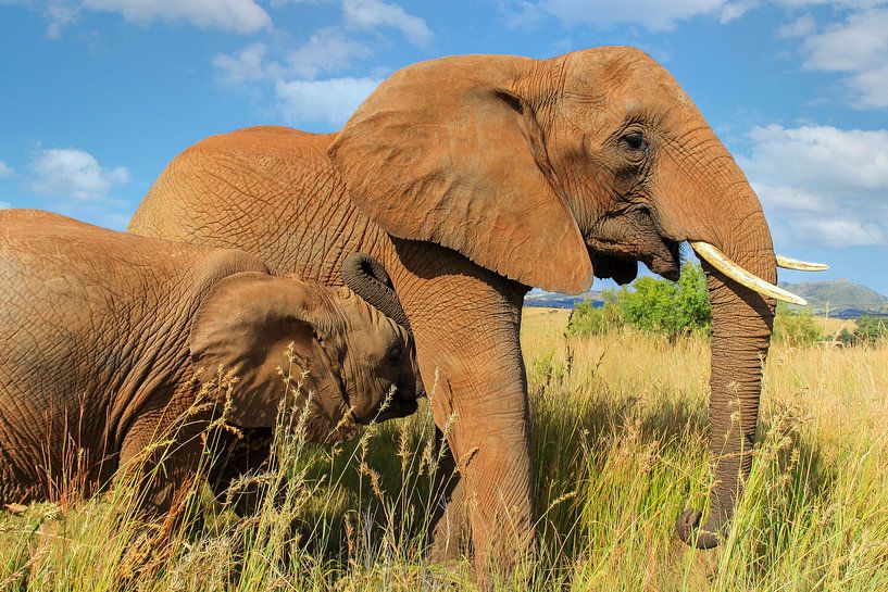 Afrikanische Elefantenmutter mit Kalb von Jan van Dasler