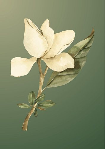 Magnolia in watercolour on green