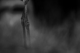 Toujours debout sur Niwo Photography