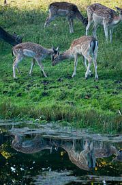 Oh my deer by Jorike Wollrabe