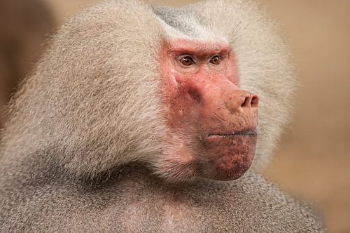Close up van een dominante mannetjes Baviaan die streng voor zich uit kijkt