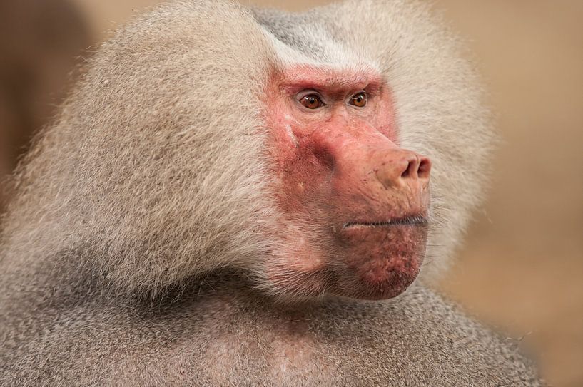 Close up van een dominante mannetjes Baviaan die streng voor zich uit kijkt par Henk van den Brink