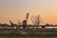 Zonsopgang met zicht op vogels in bomen in Natuurreservaat Bourgoyen -