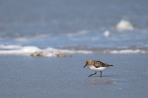 Kleine stranloper op het stand van André van der Meulen