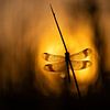 Ringed dragonfly on fire by Erik Veldkamp