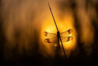 Ringed dragonfly on fire by Erik Veldkamp thumbnail