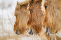 Norwegian Fjord horses in a row