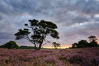 Zonsopkomst  Zuiderheide, (Hilversum, Noord-Holland)