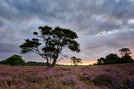 Sunrise Zuiderheide, (Hilversum, North Holland) by Adrian Visser