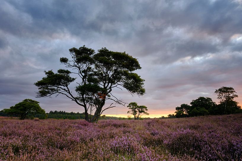 Zonsopkomst  Zuiderheide, (Hilversum, Noord-Holland) van Adrian Visser
