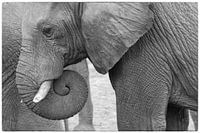 Trunk or cochlea