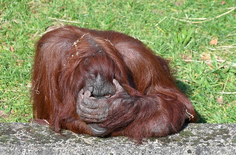 Orang-utan . by Jose Lok