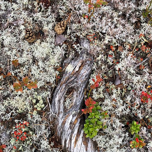 Holz, Moos und Beeren