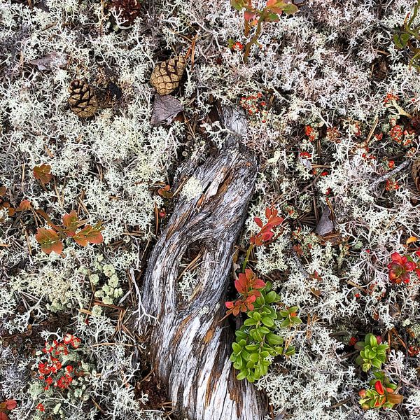 Hout, Mos en Bessen van Christiaan de Groot