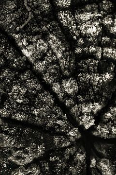 ice crystals on wood by Abstract on the move